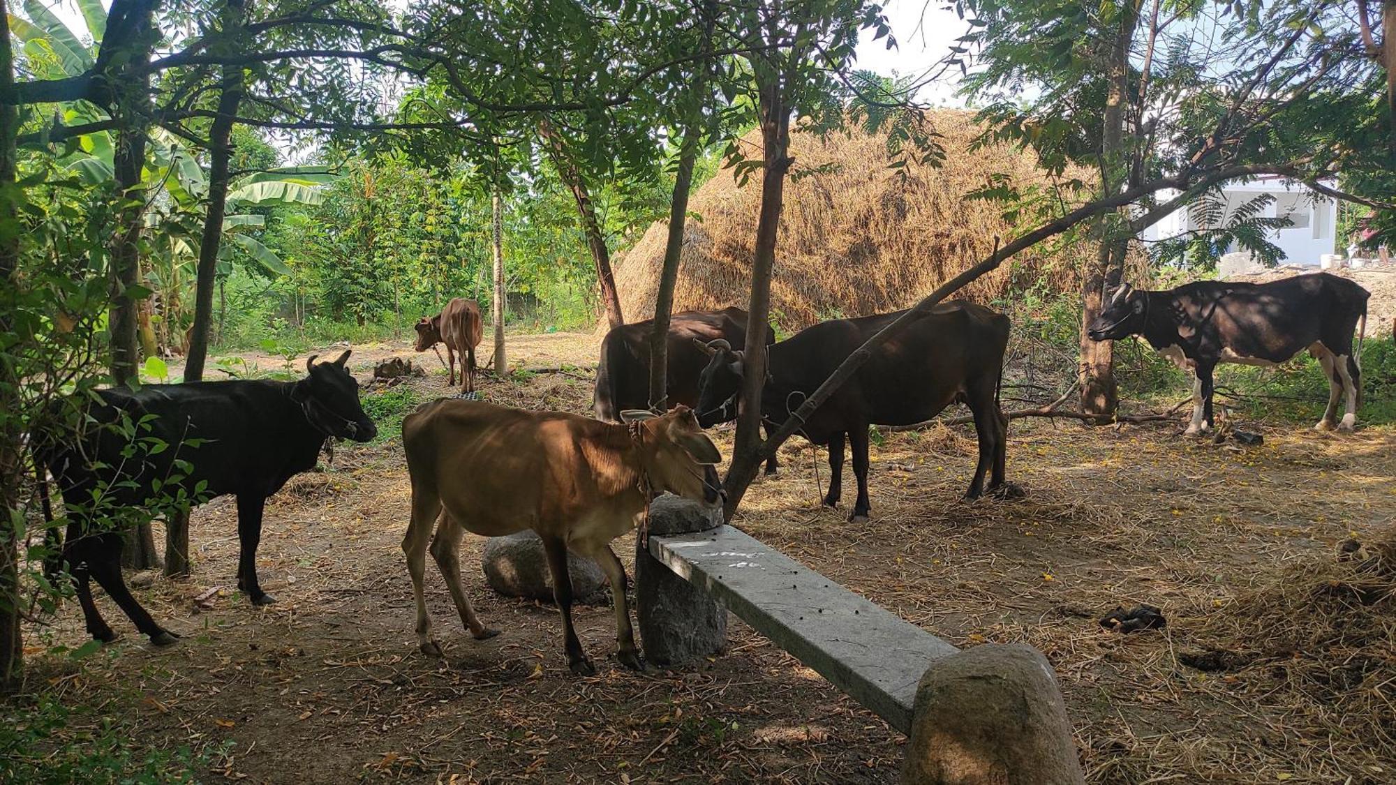 Vaksana Farm Stay Gudraippattu Exteriér fotografie