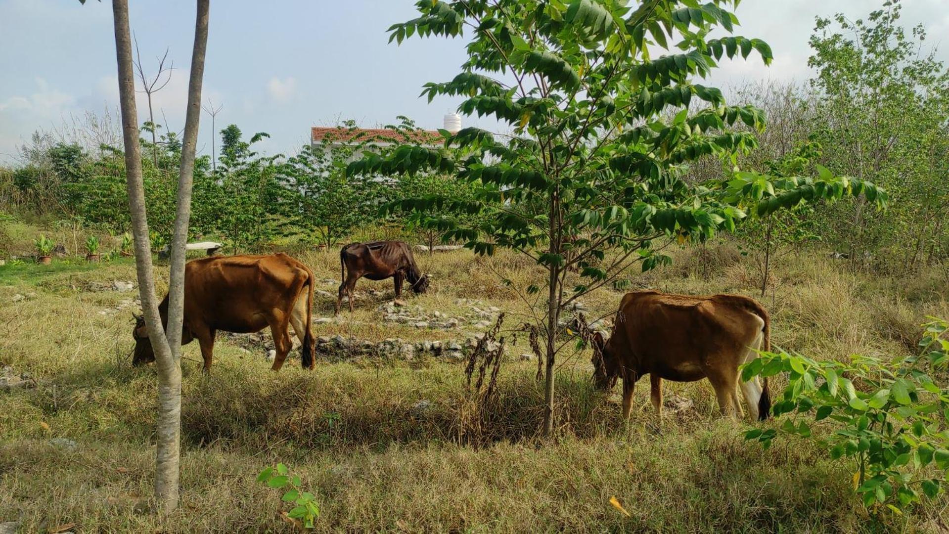 Vaksana Farm Stay Gudraippattu Exteriér fotografie